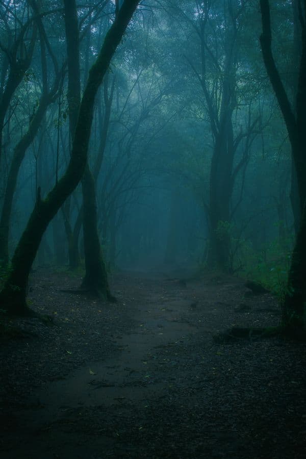 Misty path through a dark forest