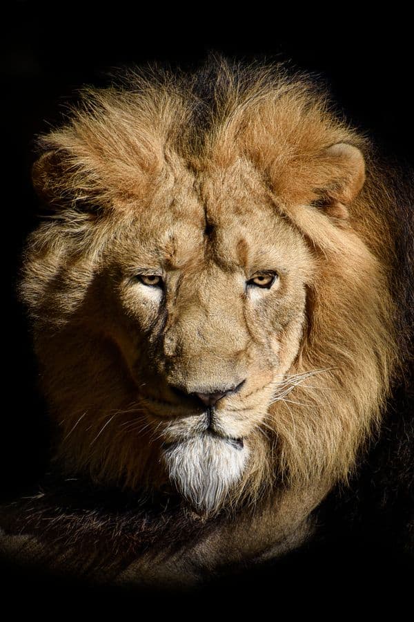 Close-up of a male lion against a dark background