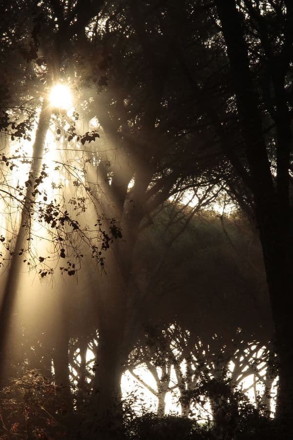 Sunbeams breaking through a misty forest
